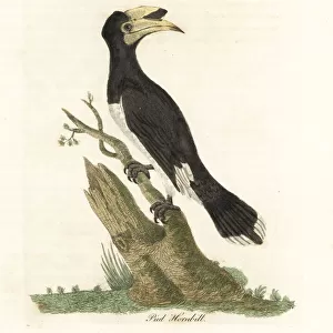 Typical Hornbills Framed Print Collection: Malabar Pied Hornbill