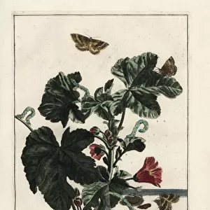 Mallow moth, Larentia clavaria, on Malva sylvestris