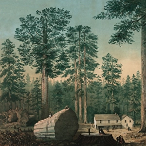 The mammoth trees (Sequoia gigantea), California (Calaveras