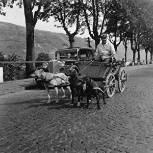 Man riding in a cart pulled along by three dogs, Germany