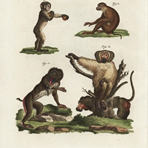 Mandrill, baboon, Barbary macaque and southern