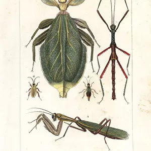 Mantis, leaf insect, stick insect, etc