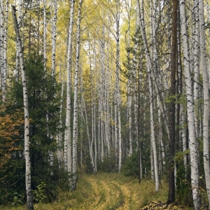 Mature Birch Forest in autumn fall colours - conifers