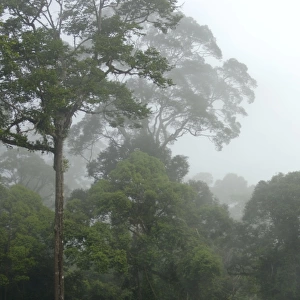 Mature rainforest in the mist at dawn, river Danum