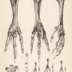 Metatarsus and toes of the dodo and various pigeons