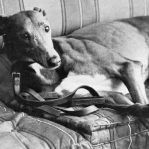 Mick the Miller, 1931 Print - Wembley St. Leger Winner Mick the Miller, 1931 Print - Wembley St. Leger Winner