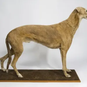 Mick the Miller, Greyhound Print: Tring Museum Specimen Mick the Miller, Greyhound Print: Tring Museum Specimen