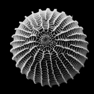 Moth Egg SEM Image Print (x 90) Moth Egg SEM Image Print (x 90)
