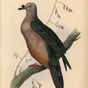 Micronesian Imperial-Pigeon, Ducula oceanica