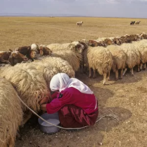 Milking sheep, Syian desert