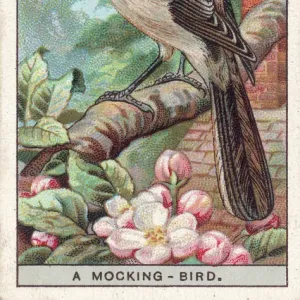 Mockingbirds and Thrashers Related