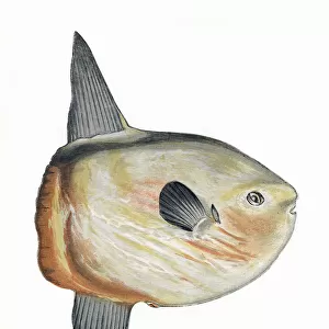 O Premium Framed Print Collection: Ocean Sunfish