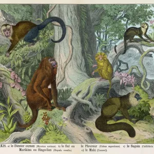 Howler Monkey