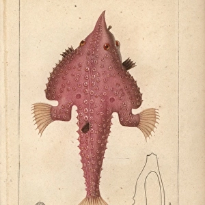 Monkfish, Lophius americanus