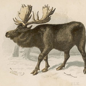 Moose(Elk) / Scrap / Brittan