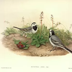 Wagtails And Pipits Glass Place Mat Collection: Grey Wagtail