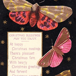 Three moths on a Christmas card