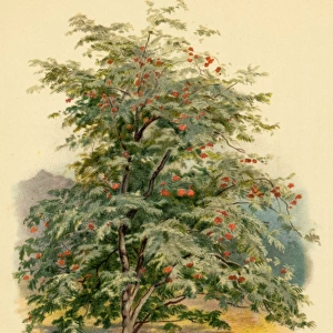 Mountain Ash Tree