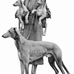 Mrs Arundel Kempton with Mick the Miller and Puppies Print Mrs Arundel Kempton with Mick the Miller and Puppies Print