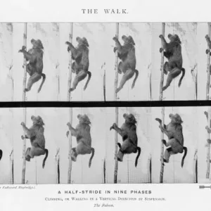 Muybridge Print: Baboon Walking Muybridge Print: Baboon Walking