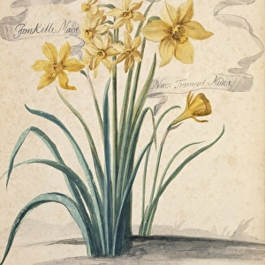 Narcissus sp. daffodil