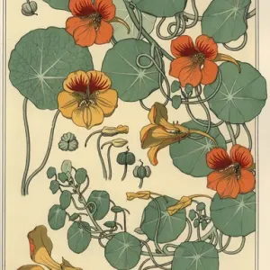 Étude botanique de Nasturtium Étude botanique de Nasturtium
