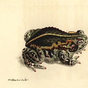 Natterjack toad, Epidalea calamita