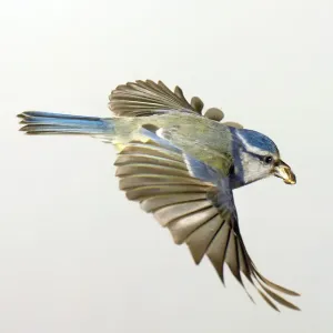 Blue Tit in Flight Print, U.K Blue Tit in Flight Print, U.K