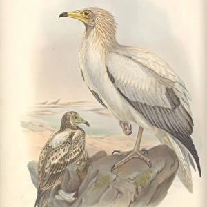 Neophron percnopterus, Egyptian vulture