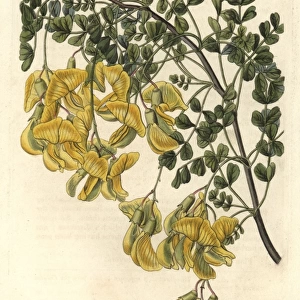 Nepal bladder-senna, Colutea nepalensis