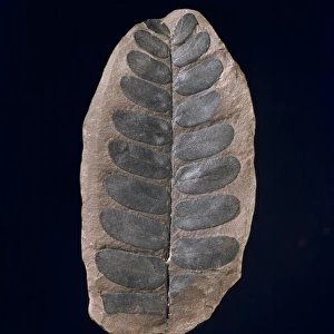 Neuropteris, fossil plant