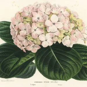Grandiflora di bigio, Hydrangea macrophylla Grandiflora di bigio, Hydrangea macrophylla