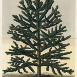 Endangered Monkey Puzzle Tree, Araucaria araucana Print Endangered Monkey Puzzle Tree, Araucaria araucana Print