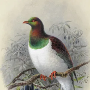 Pigeons Collection: New Zealand Pigeon