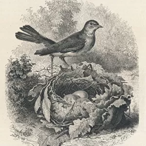 Nightingale (Freeman)