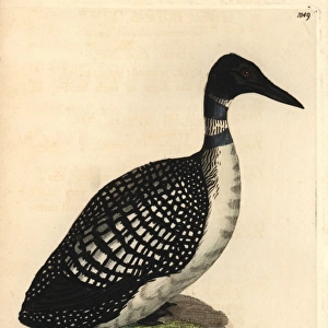 Northern diver or loon, Colymbus glacialis
