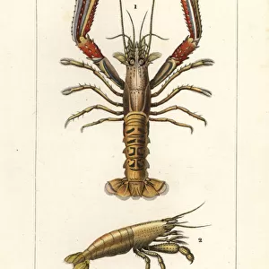 Crustaceans Glass Place Mat Collection: Norway Lobster