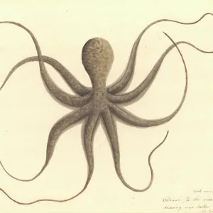 Animal Jigsaw Puzzles, Prints & Wall Art: Mollusks