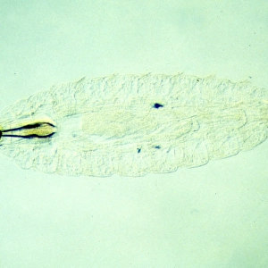 Oestrus ovis, ship nasal botfly larva