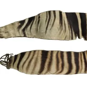 Okapia johnstoni Strips of Hide Print, 1900 Okapia johnstoni Strips of Hide Print, 1900