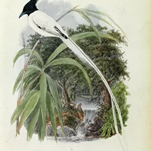 Awe-Inspiring Bird Prints: Passerines