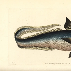 Onion-eye grenadier fish, Macrourus berglax