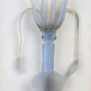 Onychoteuthis lichtensteinii, squid