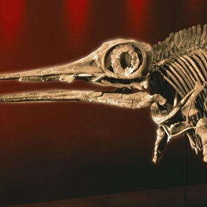 Ophthalmosaurus icenius