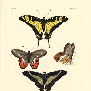 Orange kite swallowtail, Pierella nereis