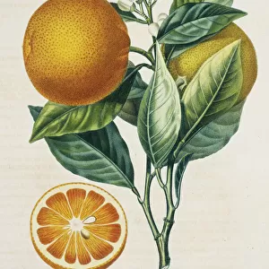 Botanical illustrations Canvas Print Collection: Floral illustrations