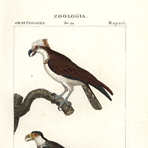 Osprey, Pandion haliaetus, and caracara, Caracara plancus