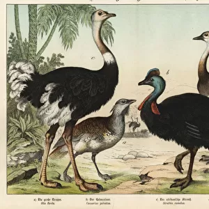 Ostrich, bustard, cassowary and rhea