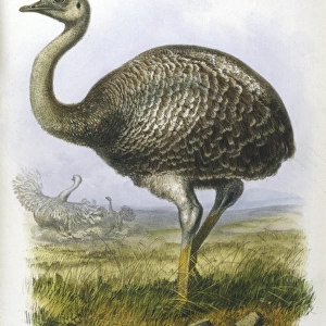 Ostrich (Darwinii)
