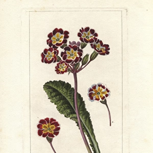 Oxlip, Primula elatior